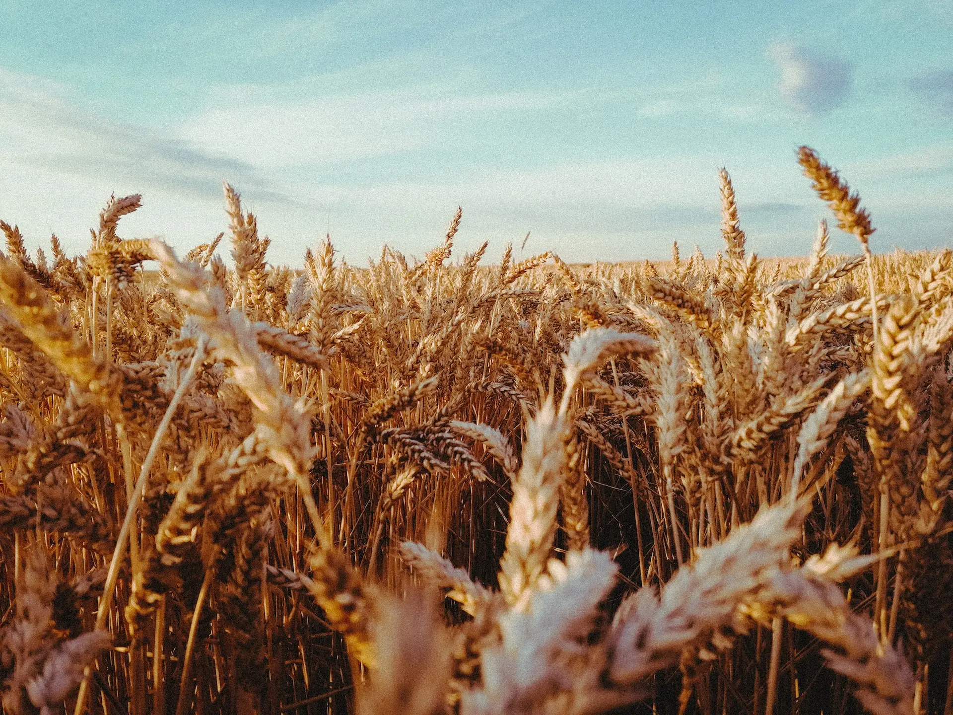 alimentos basicos en el mundo trigo